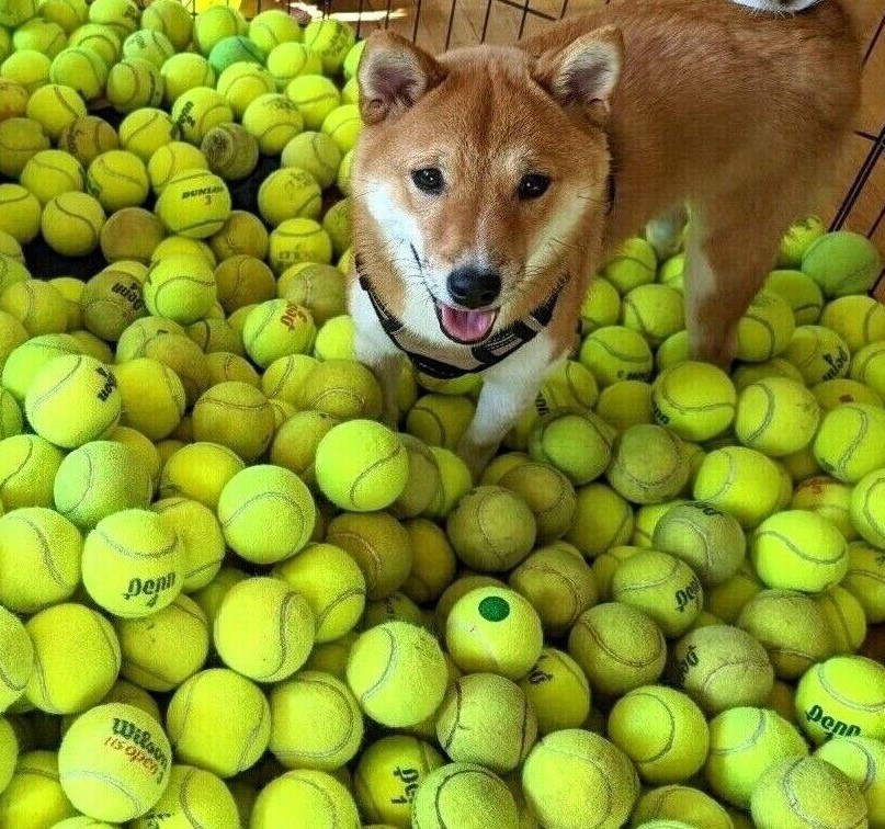 100 LOW COST DOGGIE BALLS -  USED TENNIS BALLS - FREE SHIPPING - SAVE 10%