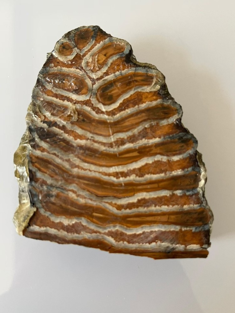 Ice Age Tooth Fossils - Ancient Fossil Specimens about