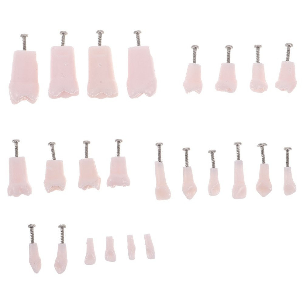 24pcs Typodont Teeth Model Dental Replacement Tooth Artificial Teeth