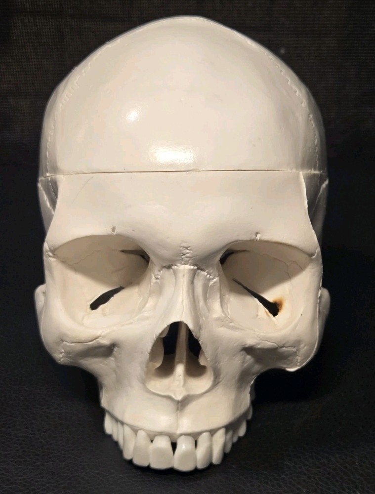 Realistic Anatomical Human Skull Model