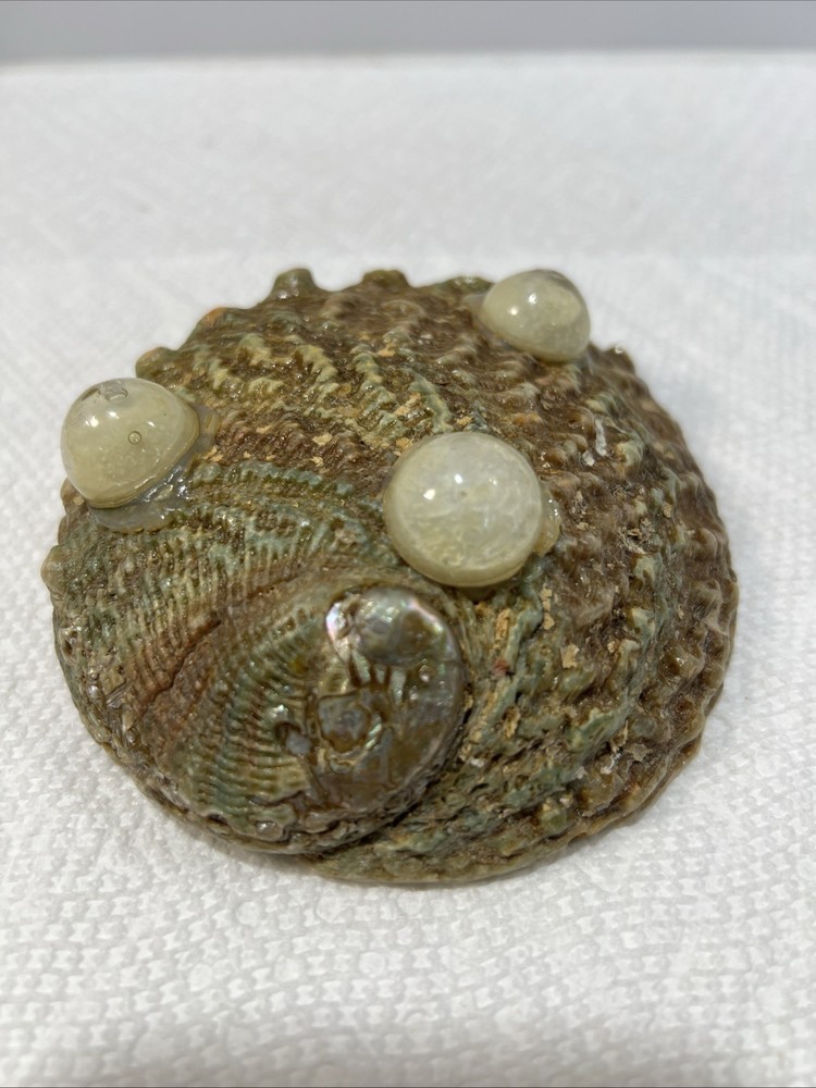 Sea Shell Trinket Keeper Clam Shell B5
