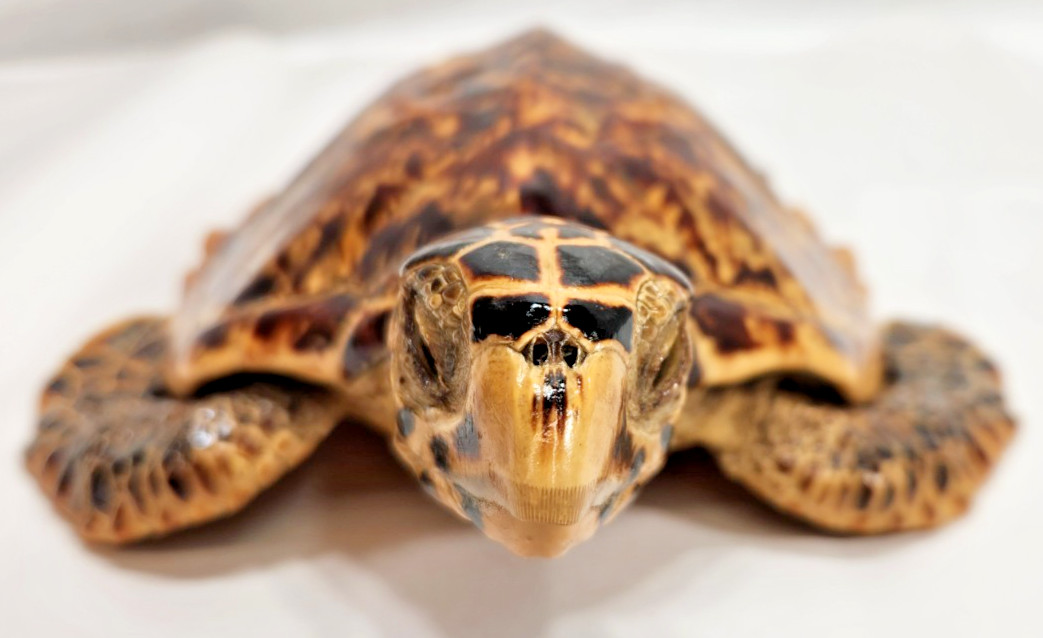 vintage taxidermy shiny reptile great condition - old item  #242