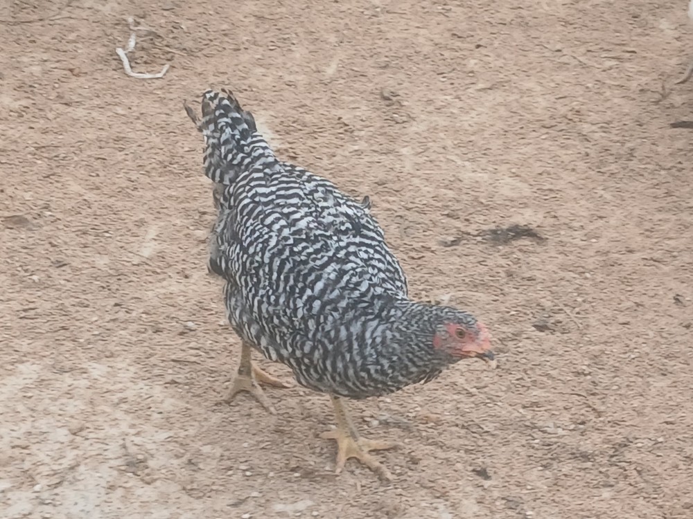 12 Plymouth Barred Rock Hatching Eggs