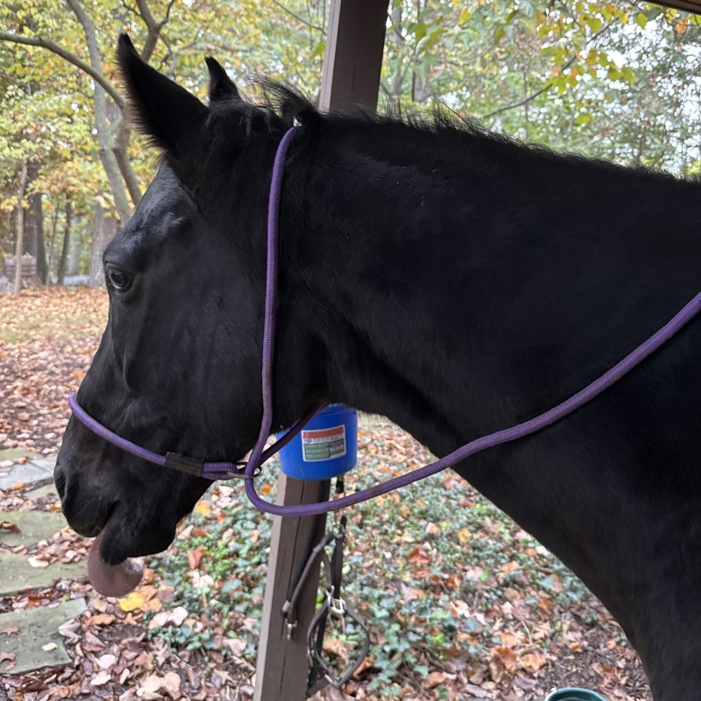 Purple Pocket Halter / Emergency Halter
