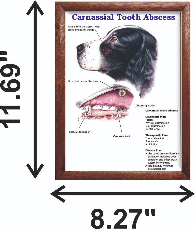 Carnassial Tooth Abscess Chart 12x18 inches