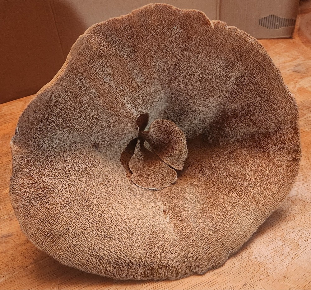 Elephant Ear Sea Sponge 9 Inch