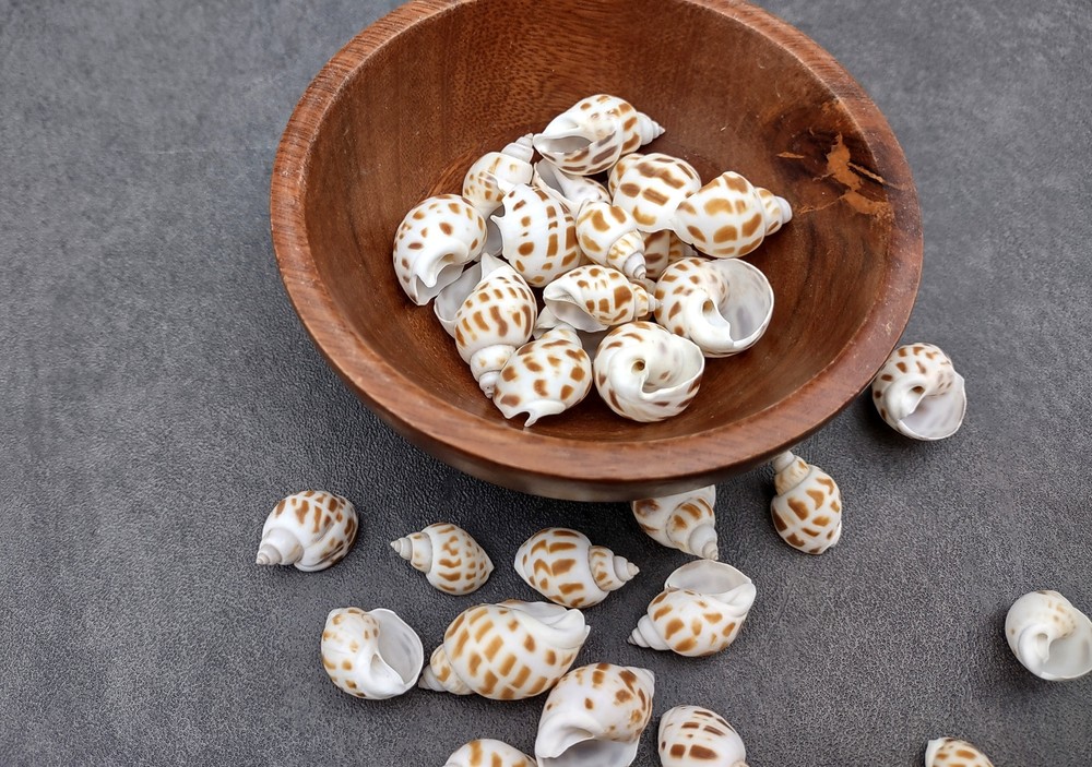 Areola Babylon Seashells Tan Spotted (15 shells approx. 0.75+ inches)