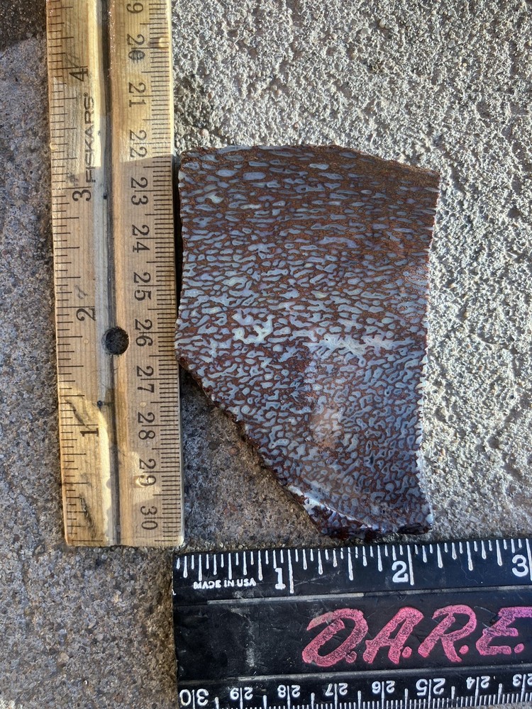 Dinosaur Bone