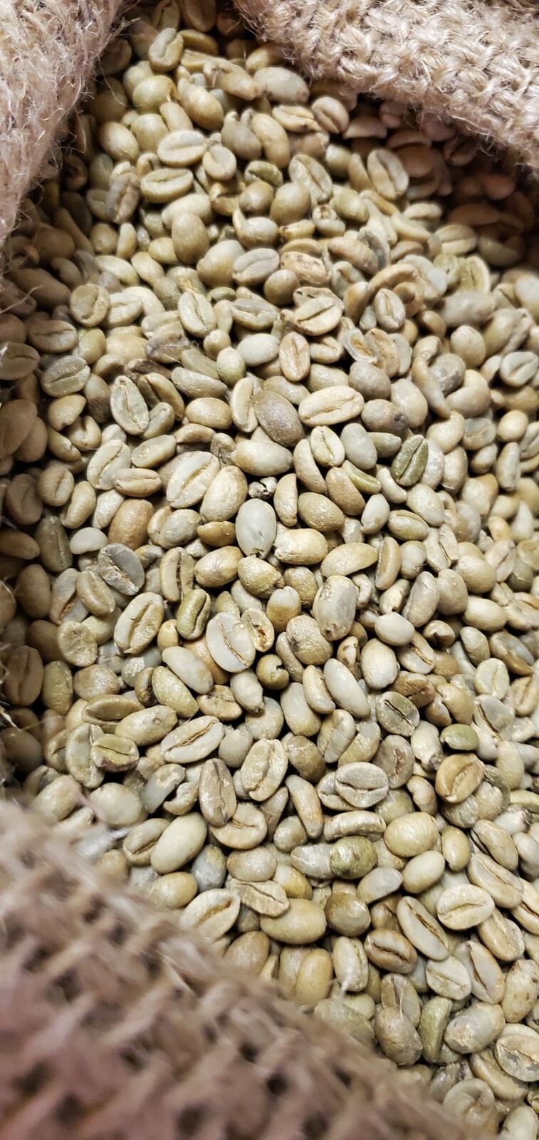 5 LBS ETHIOPIAN ETHIOPIA LEKEMPTI GREEN UNROASTED COFFEE BEANS - ARABICA
