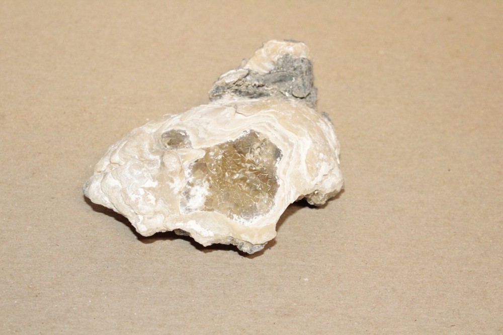 Calcite Fossil Clam Rucks Pit Florida #58