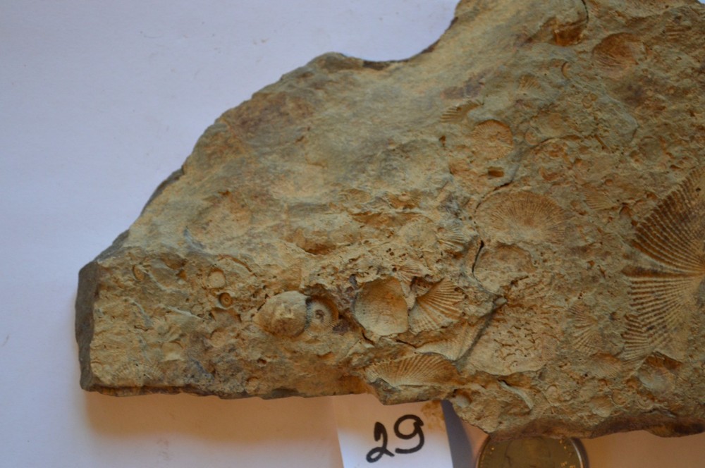 FOSSIL WITH BRACHIOPODS PRINTS ( 29 , 22F)