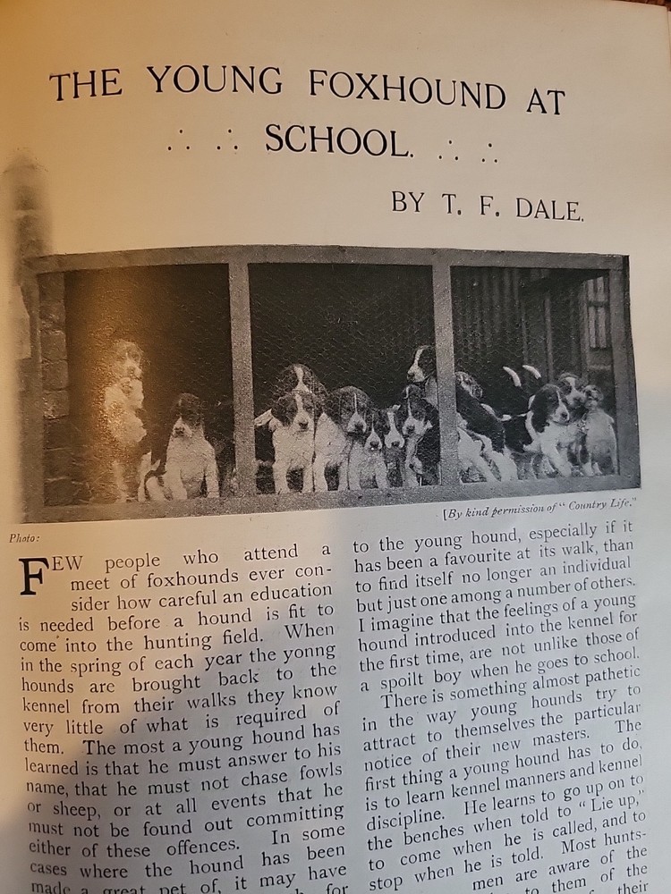 1912 Article Fox Hound Dog