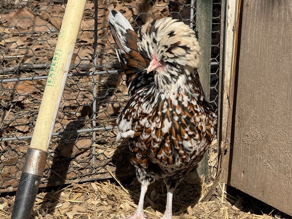 12 +++ Extra Tolbunt Polish Hatching Eggs