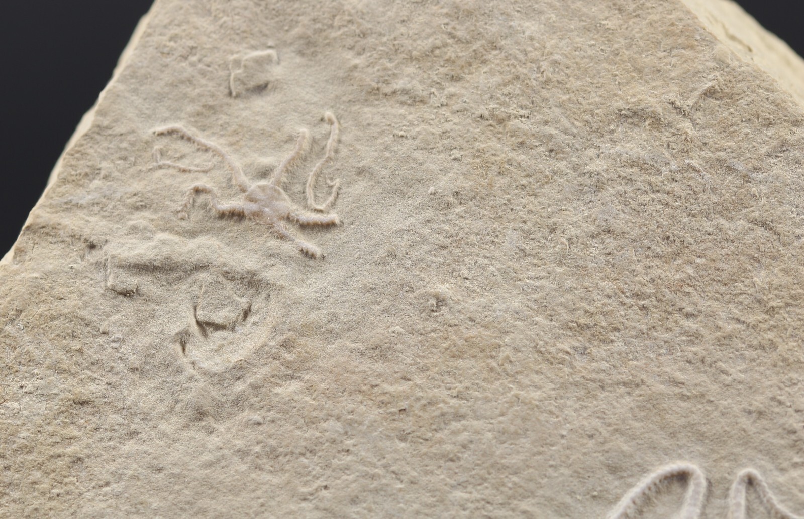 2 Jurassic Brittle Star Fossils Solnhofen Germany COA 5616