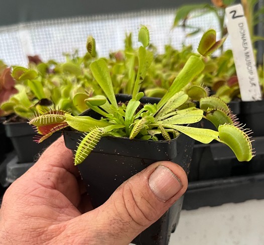 Venus Flytrap – Dionaea muscipula – Carnivorous Plant