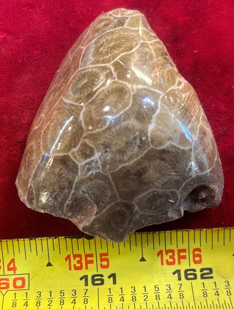 Petrified Coral End Polished