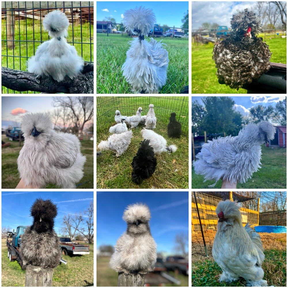 12 RARE Hens Choice Hatching Eggs NPIP