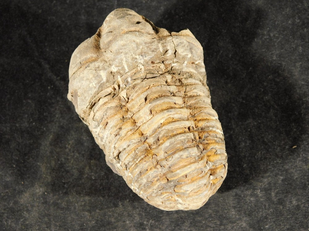 Big! 460 MILLION Year Old! Flexicalymene TRILOBITE Fossil Morocco 106gr
