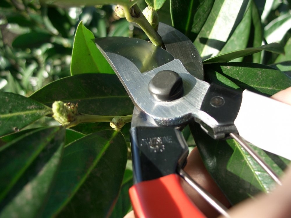 Okatsune 103 Bypass Pruners General Purpose Medium One Pack