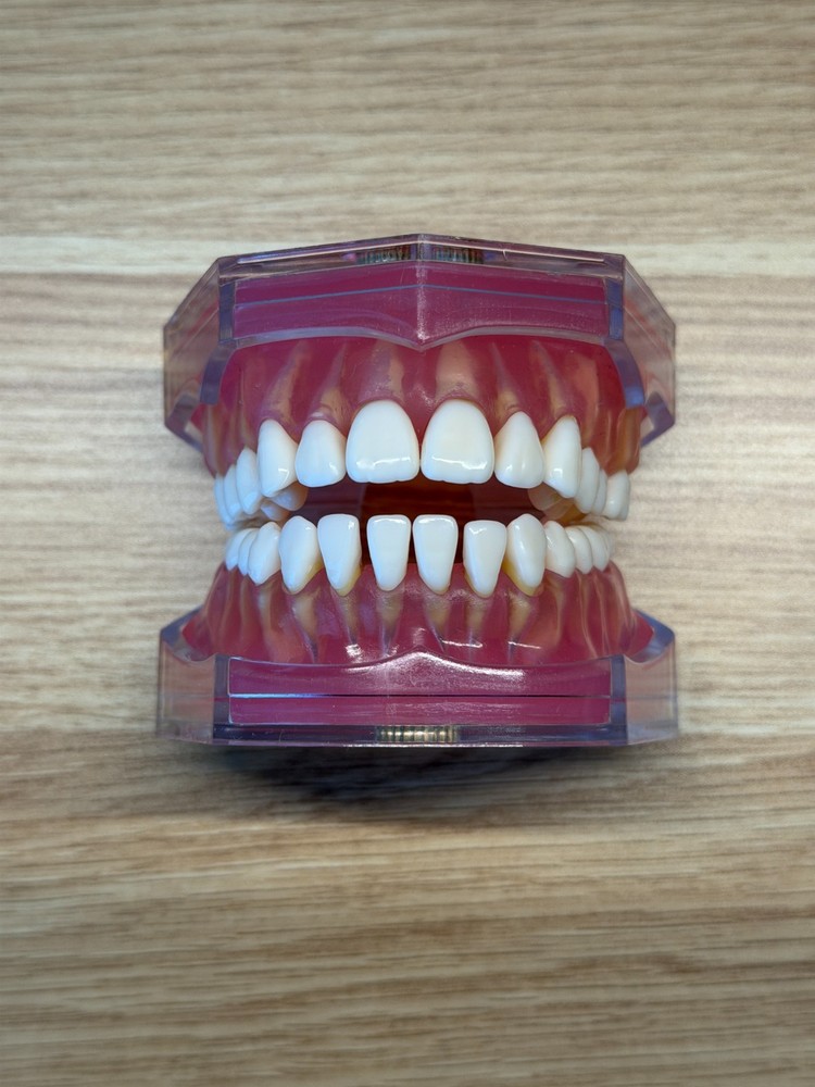 Dental Study Model Removable Teeth Soft Gum Typodont Student Practice Learning