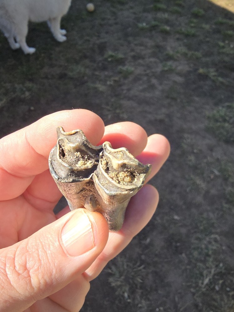 Fossil Bison Teeth Lot