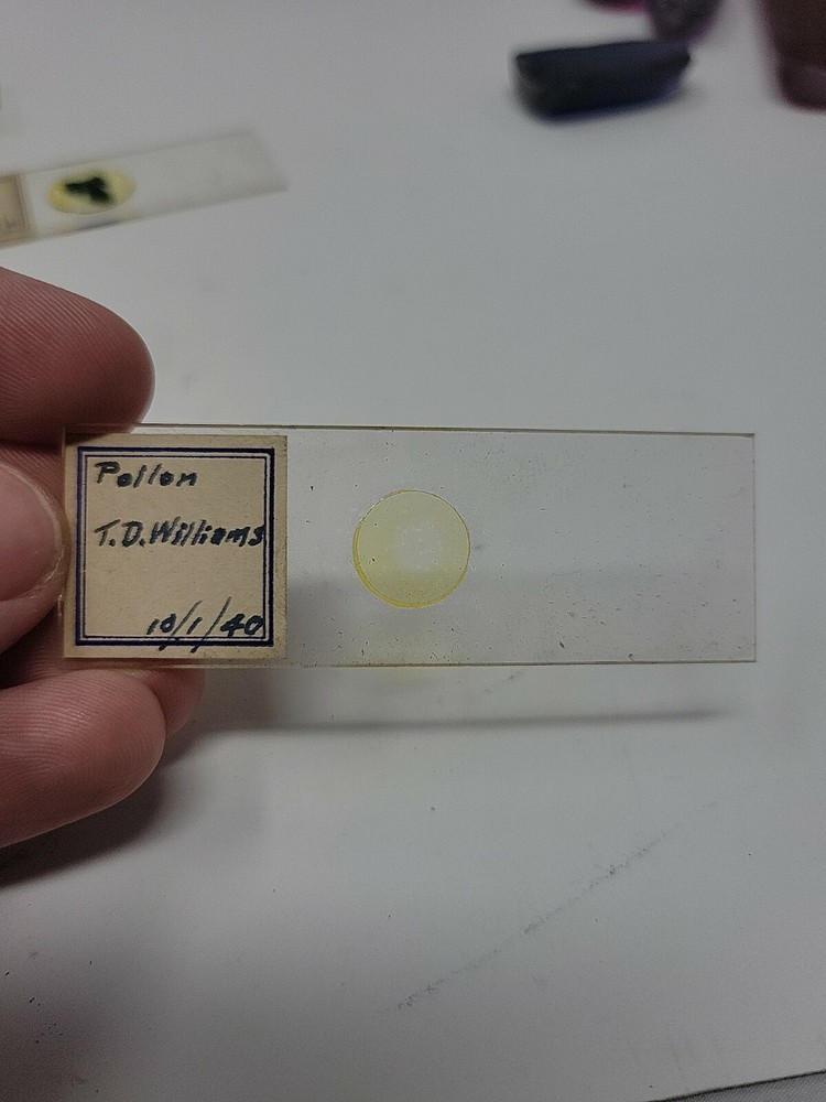 Vintage Microscope Slide 1940