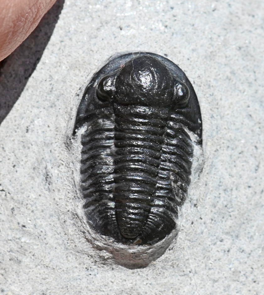 Trilobite Fossil, Gerastos granulosus (tuberculatus), from Morocco #2
