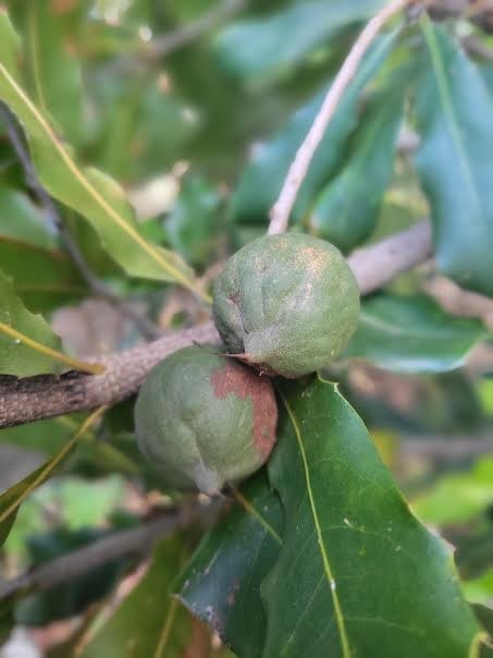 Beaumont Macadamia Nut Seedling (Macadamia integrifolia)