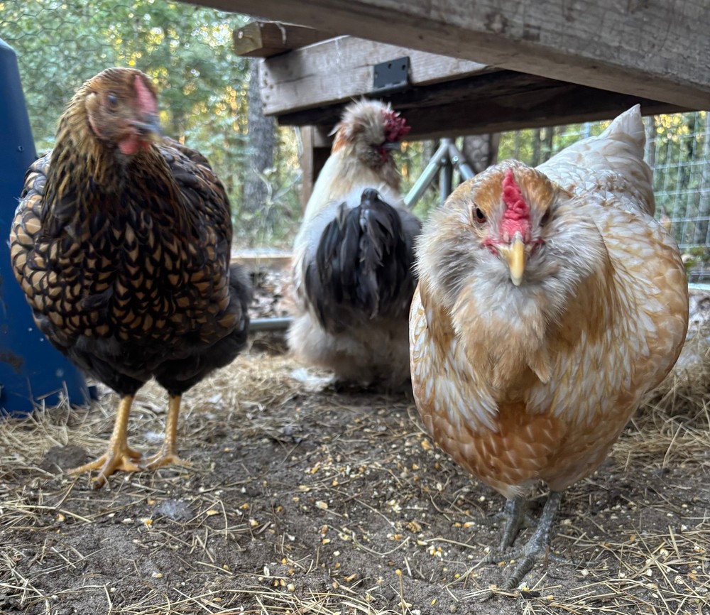 Splash Silkie Ameraucana Easter Egger Hatching Eggs | Blue & Green | Fertile