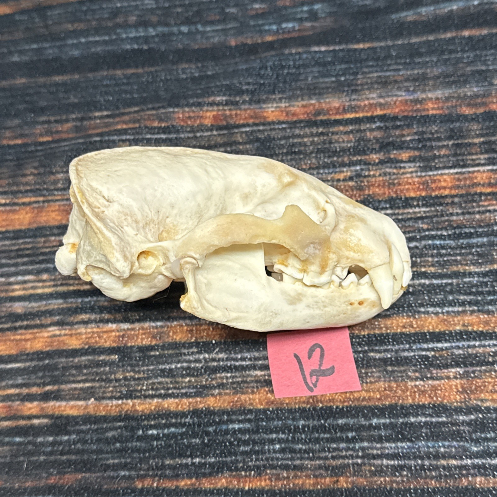 Real XL Badger Skull Unique Gift Halloween Craft Animal Mount Art Model Head Odd