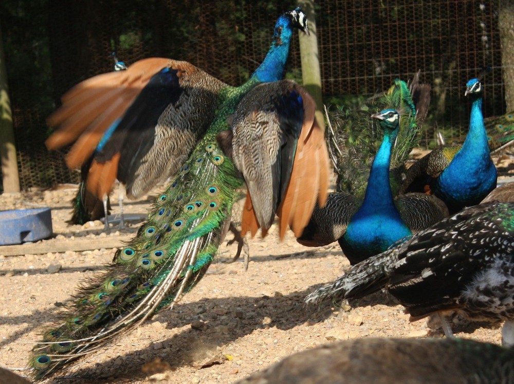 4 Peacock Hatching Eggs