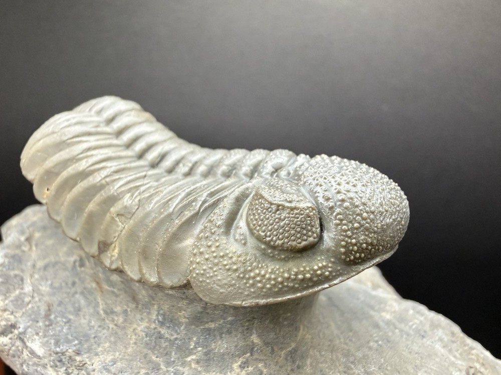 Moroccops Trilobite - Top Quality Specimen