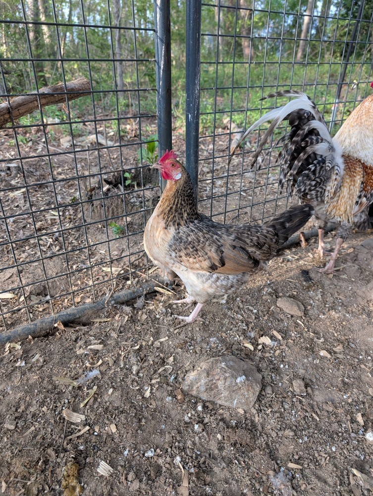 Assorted Chicken Hatching Eggs, Mixed Color, Rainbow basket eggs .