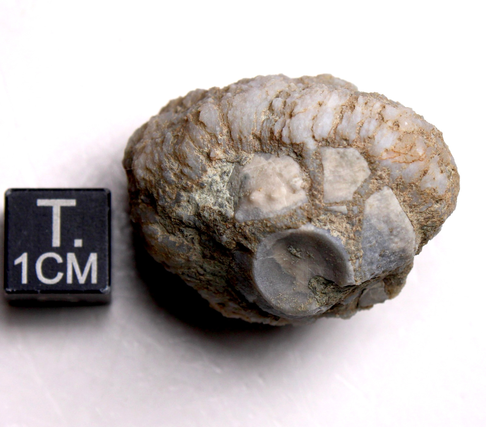 Geodized Platycrinites Crinoid Calyx Mississippian Fossil Kentucky Fort Payne Fm