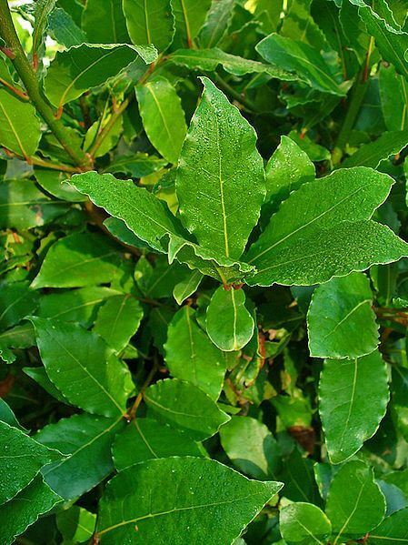 Laurus nobilis - 'Bay Leaf Tree' - Bay Laurel or Sweet Bay
