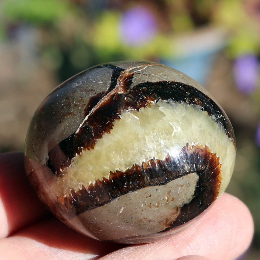 Polished Septarian Nodule (SEP23)