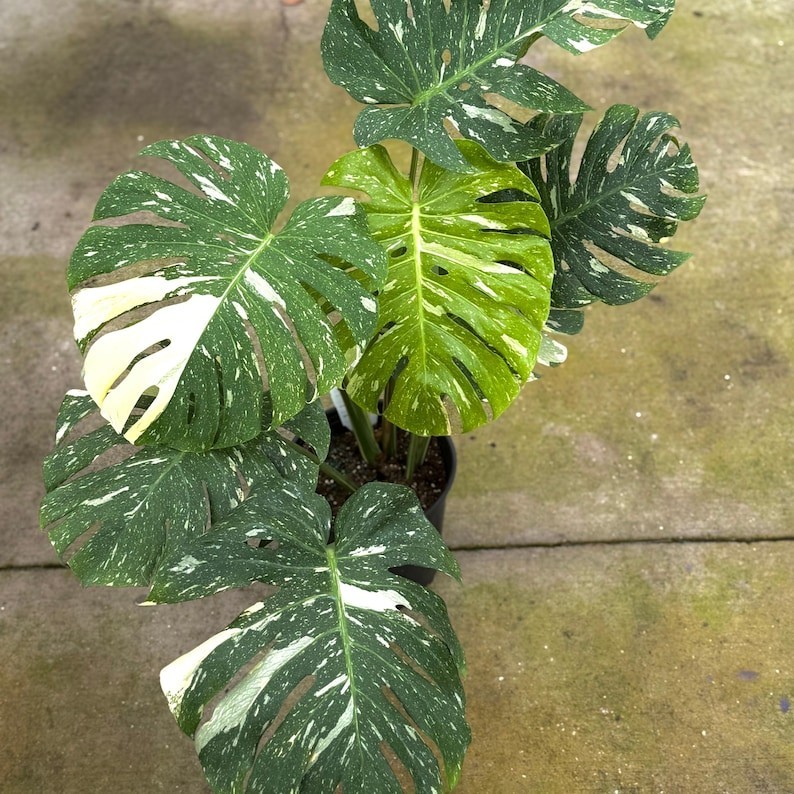 Monstera Thai Constellation House Plants SALE | Variegated Thai Constellation
