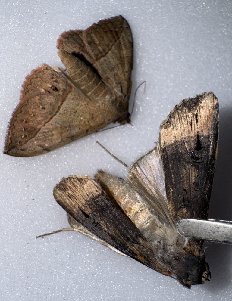 2 NOCTUID MOTHS BY 9/25 - 2