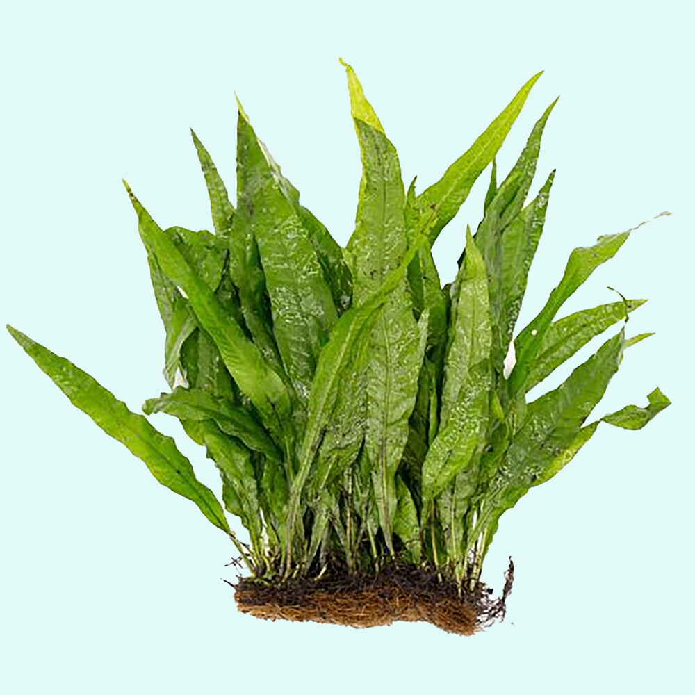 Java Fern Microsorum Pteropus Driftwood Live Aquarium Plants
