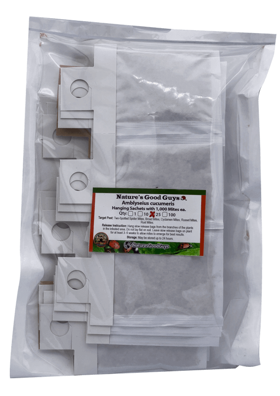 Slow Release Sachets - Amblyseius cucumeris - Predatory Spider Mite Control