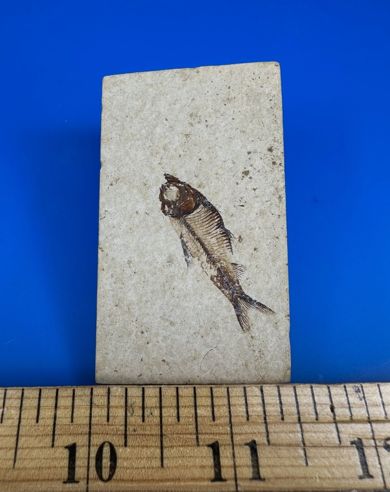 Small Fossil Fish