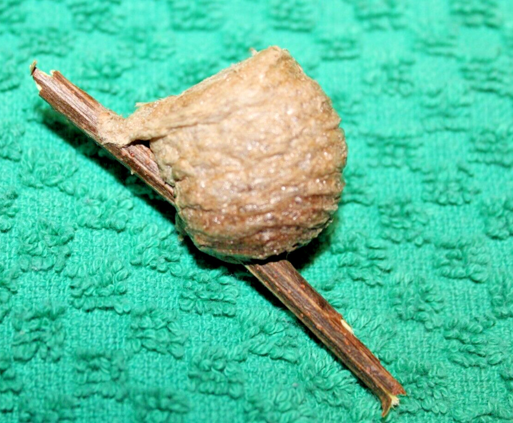 1 REAL PRAYING MANTIS EGG CASE OOTHECA NATURAL PEST CONTROL
