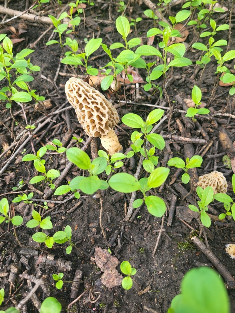 Dehydrated Illinois Morel Mushrooms