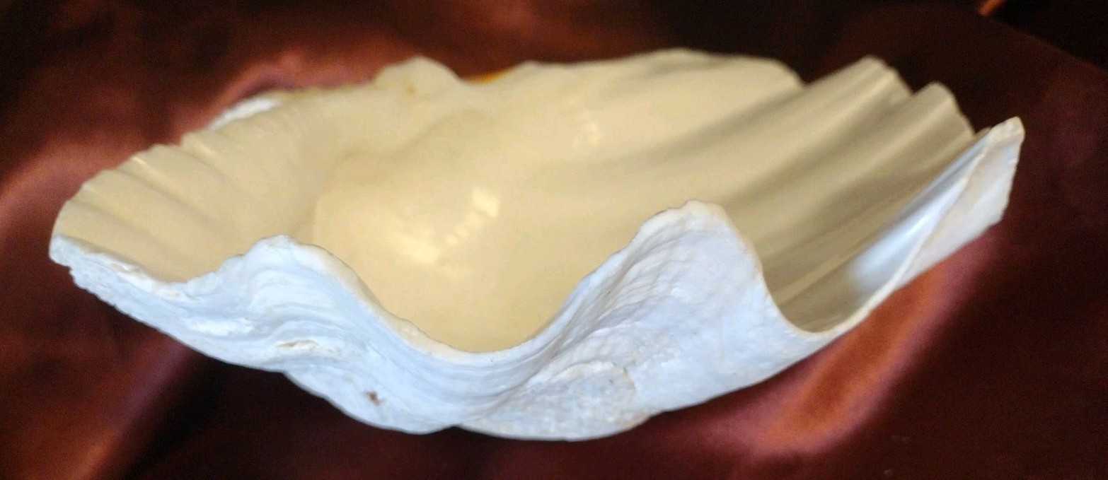 Vtg REAL 1980's Natural Sea Clam Shell Display Decor Crafting Collector 3lbs+