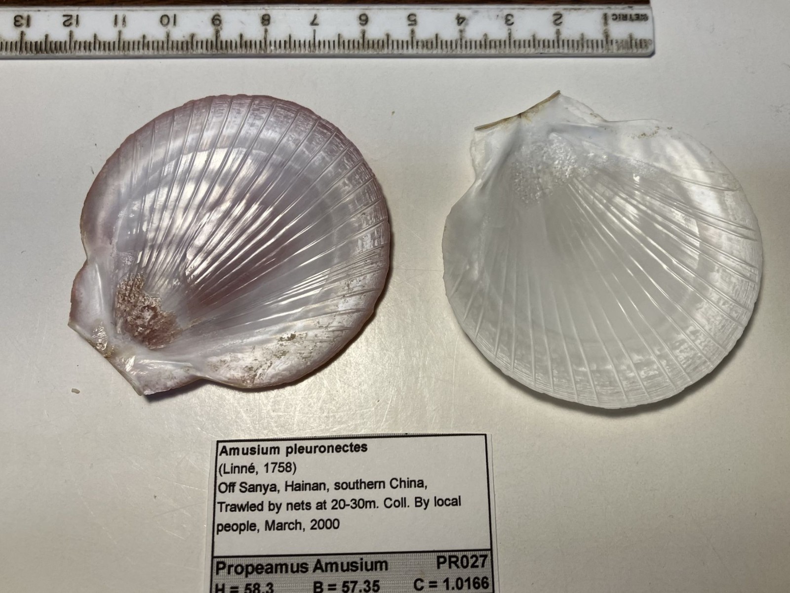 Amusium pleuronectes. Southern China. Great Shape. 60 mm