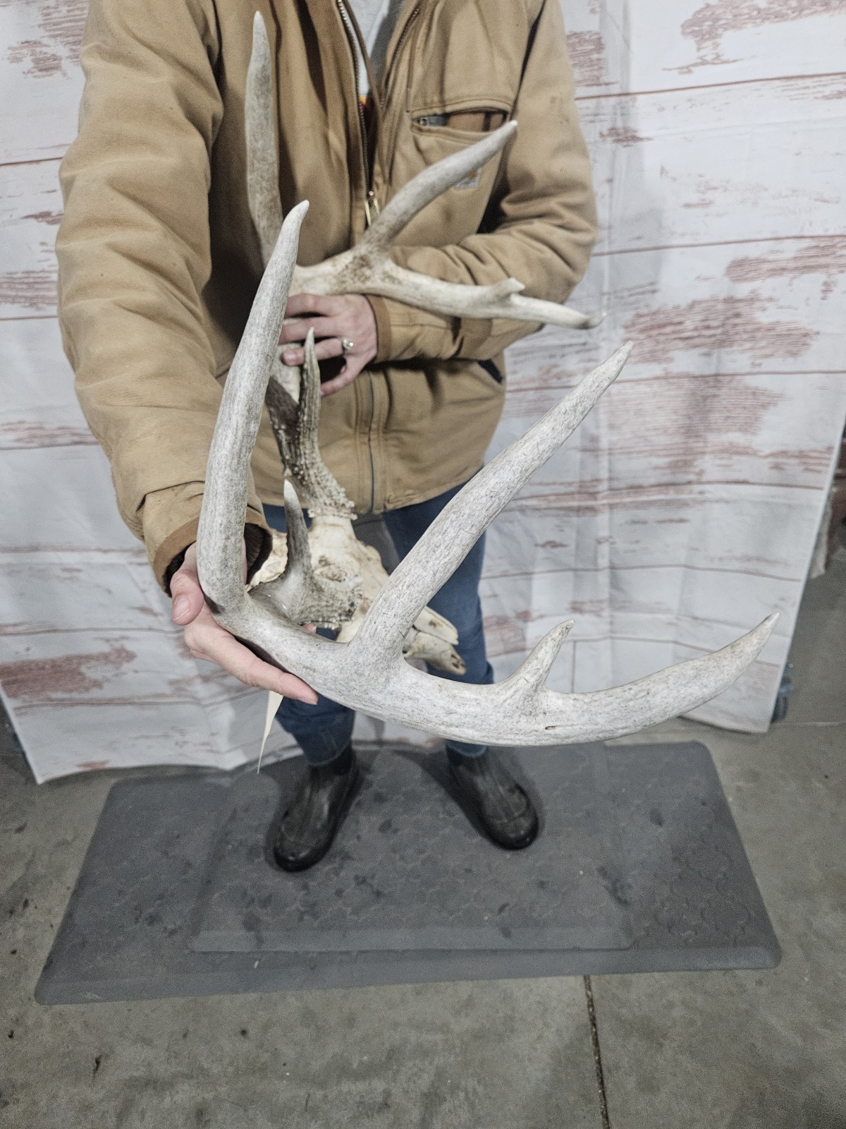 Wild 10 Point Whitetail Deer Antler Rack Horn European Skull Mount Man Cave 148"