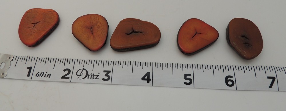 Vintage Tagua Nut Slices