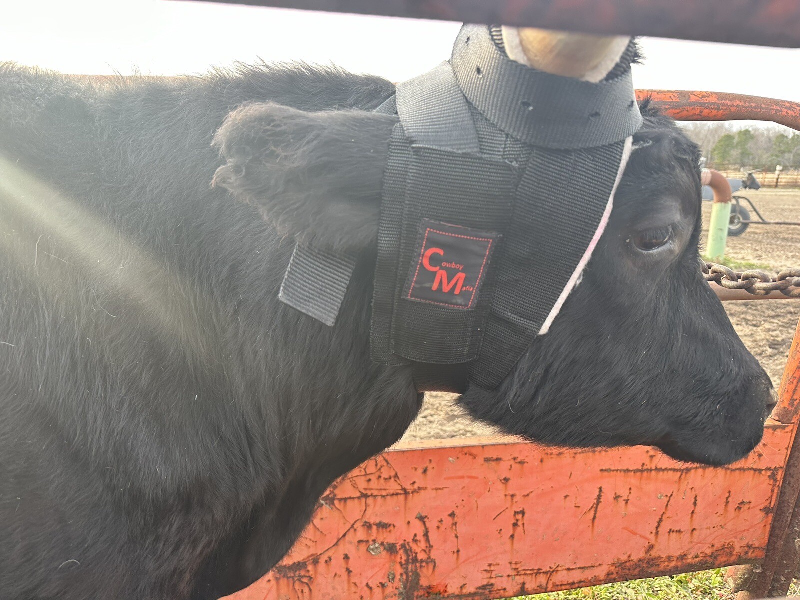 Cowboy Mafia Horn Wrap