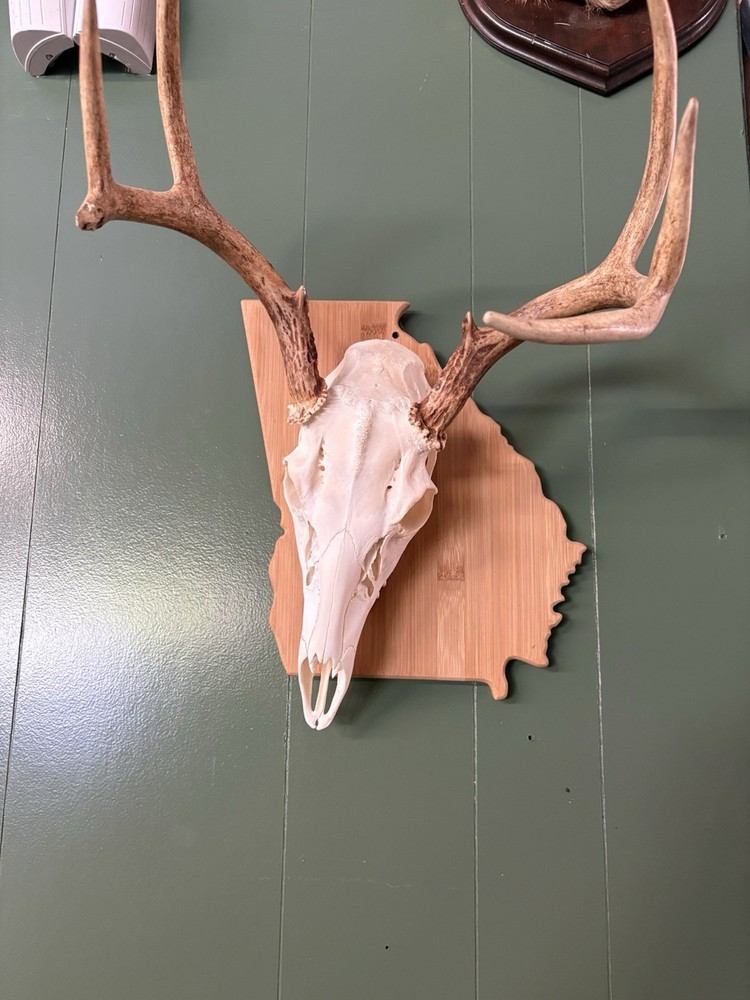 Deer Mount Georgia 6 Point Buck