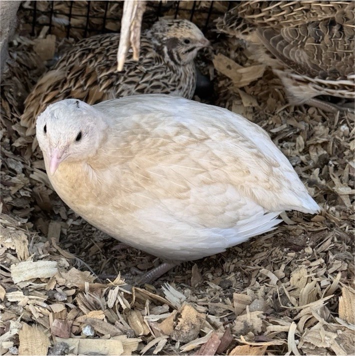 12+ Coturnix Quail Hatching Eggs 🐣 Assorted Colors  and Sizes • High Hatch Rate